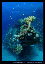 A very nice Wreck in the Red Sea... Que du Bonheur... :O)... by Michel Lonfat 